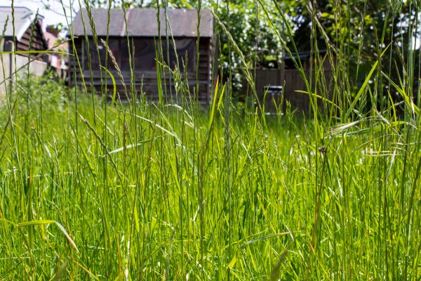 Overgrown Lawn Trimming in Summerville