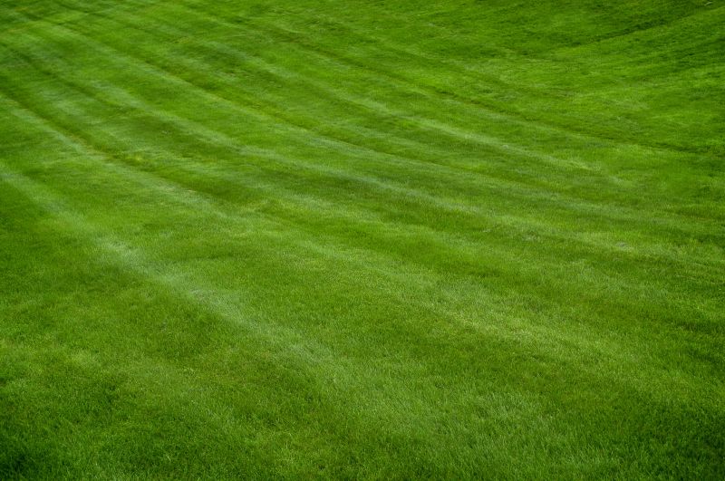 Healthy Lawn After Mowing